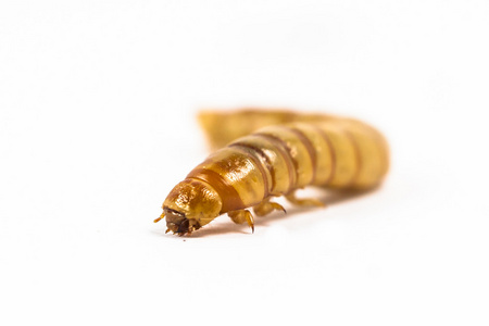 黄粉虫养殖图片大全