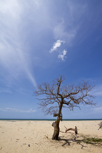 Kokkilai 环礁湖海滩斯里兰卡