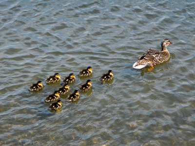 雁形目图片-雁形目素材-雁形目插画-摄图新视界