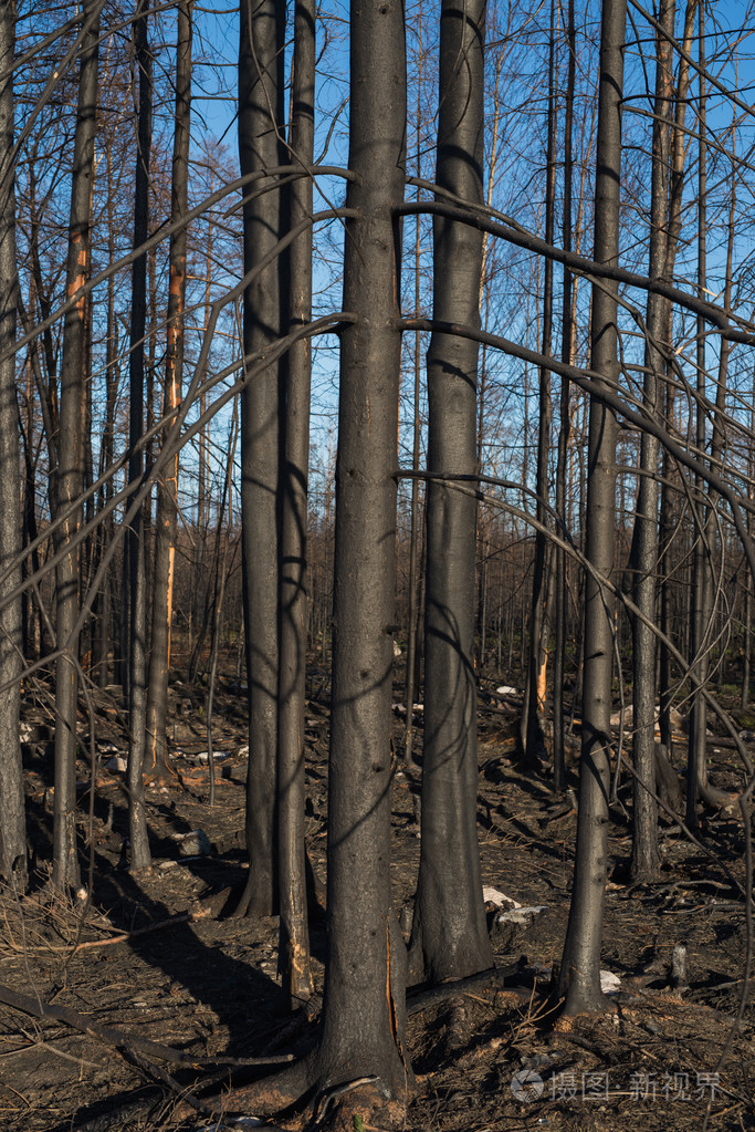 森林火灾后