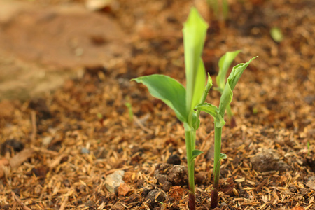 种子萌发是绿化苗木的新生命照片