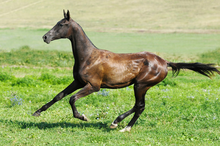 黑阿哈尔电子元件独立运行的年轻种马驰骋