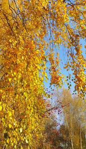 白桦树和红山灰浆果的亮黄色秋叶