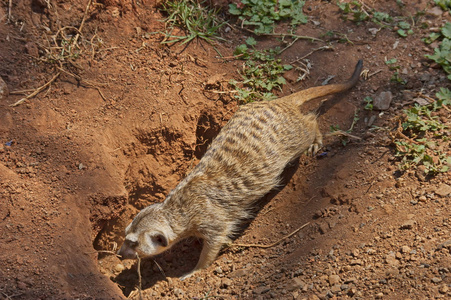 猫鼬或 suricate 在挖个洞地球
