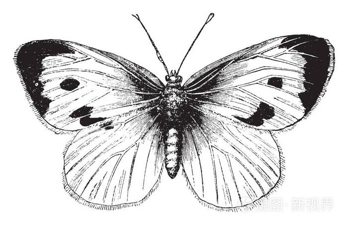 大白菜蝴蝶是常见的遍布整个欧洲, 复古线画或雕刻插图