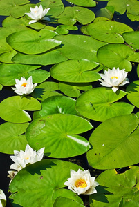 美丽的百合花在树叶间湖