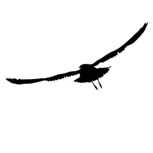 鸟儿的翅膀图片-鸟儿的翅膀素材-鸟儿的翅膀插画-摄图新视界