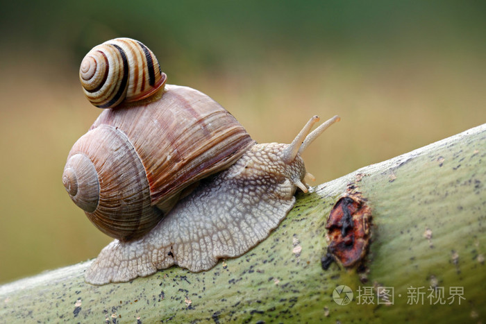 叶子上有两只蜗牛波马提亚螺旋线和科