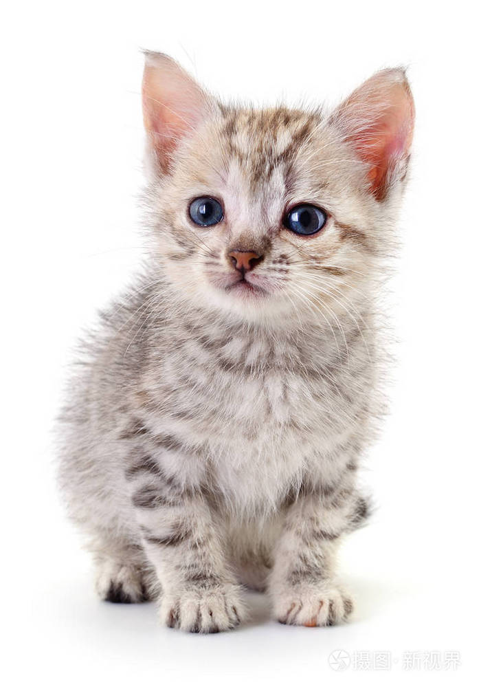 在白色背景上孤立的小灰小猫
