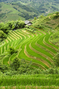 梯田的稻田