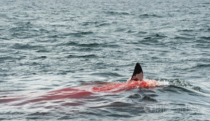 减摇鳍的大白鲨