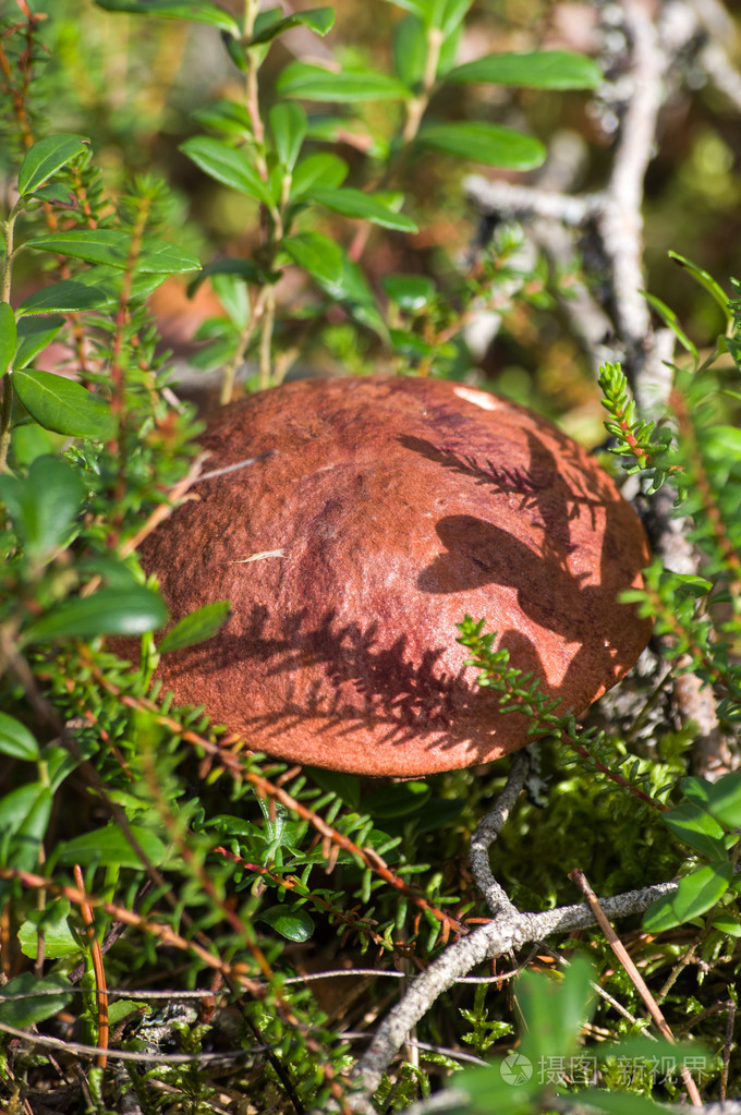 蘑菇在绿草阳光明媚的秋日