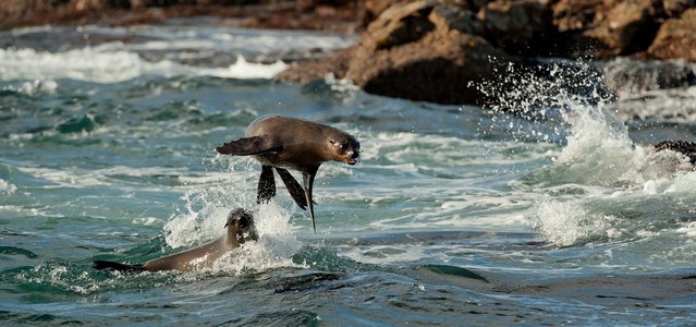海豹跳出水面。