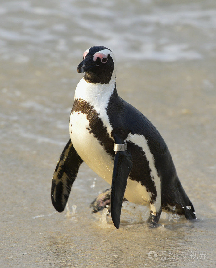 *2687px发票合同问题/海岸动物海洋海滩查看作者其他作品查看更多>行