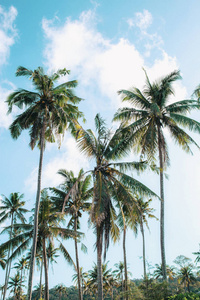 椰子树与天空在泰国夏天图片