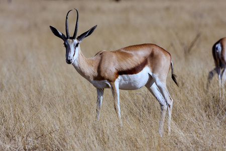 羚羊, Antidorcas marsupialis, Namiba