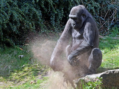 大猩猩玩沙子