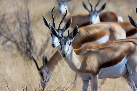 羚羊, Antidorcas marsupialis, Namiba