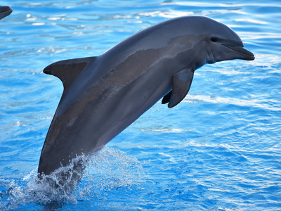 在西班牙的水族馆海豚