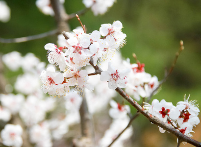 花园里的美丽的樱花花