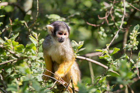 常见松鼠猴子在一棵树