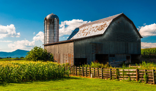 在雪兰多山谷，弗吉尼亚州的一个农场的谷仓和玉米字段