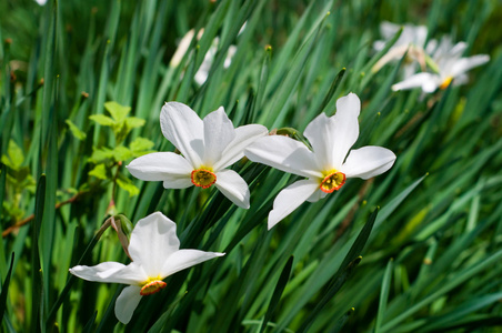 narcissuses 的灿烂春天的花朵