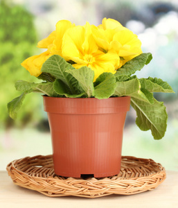 美丽的黄报春在绿色背景上的木桌上的花盆
