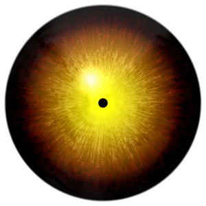 动物的眼睛,用大的彩色虹膜,眼灯泡到详细信息视图照片