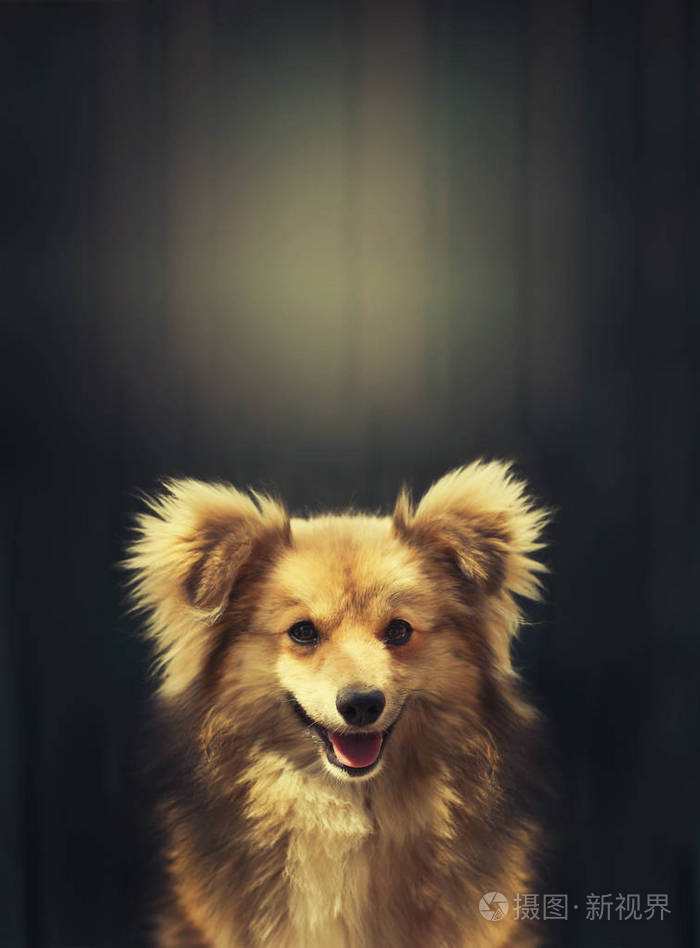 在黑暗背景的可爱的狗特写镜头视图