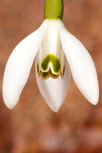 常见的雪花莲