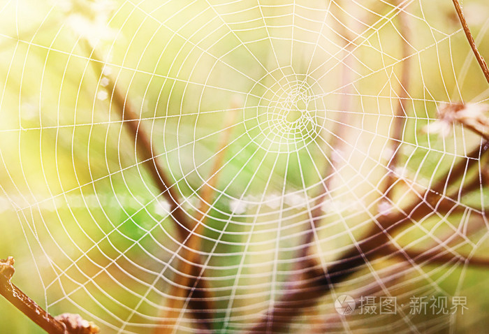 在阳光明媚的早晨自然背景特写蜘蛛网