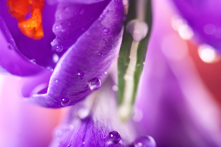 水滴，天然泉水背景特写番红花花