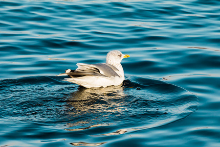 一只海鸥在深蓝的湖水中游泳。欧洲鲱鱼海鸥, 海鸥, 黑鸥 argentatus