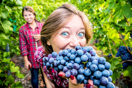 美丽的年轻妇女收获葡萄户外在葡萄园