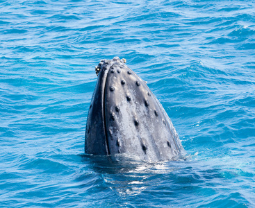 美丽的鲸鱼游泳照片