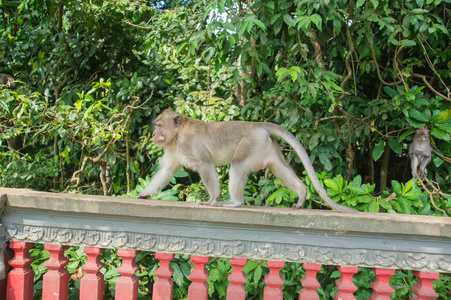 围墙瓦图片大全