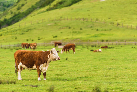 绿绿的草地上牛照片