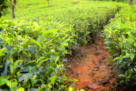 在斯里兰卡的茶叶种植园