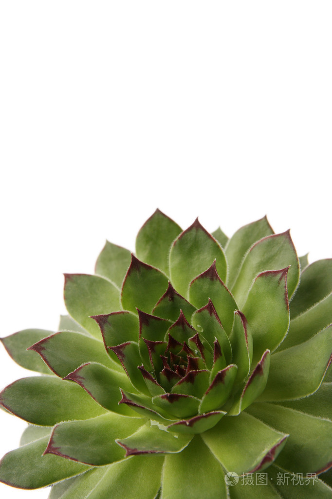 佛陀莲花座