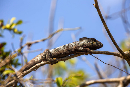 彼得的变色龙, Furcifer Petteri 在马达加斯加北部沿海地区相对丰富。