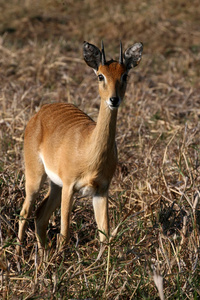 莫桑比克国家公园戈龙戈萨男性 SteenbokRaphicerus 油菜