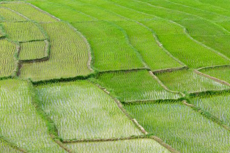 露台字段种植园