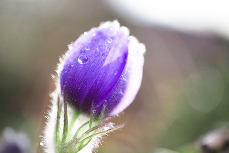 美丽的雪莲花花滴液中