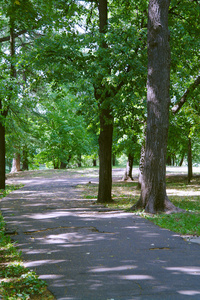 在夏天在公园 kuzminki 木材行人路