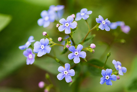 春天鲜花概念