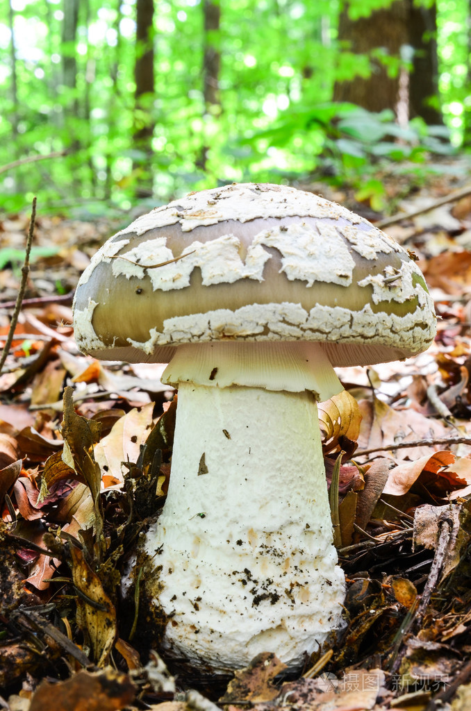 灰色斑点鹅膏菌