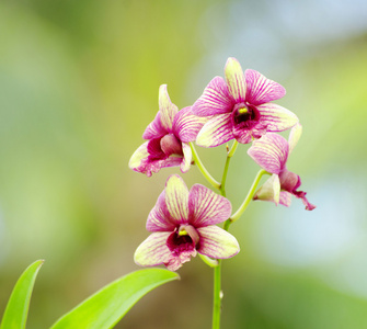 美丽的兰花花