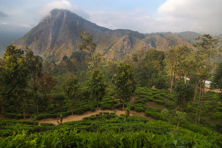 著名的茶叶种植园和 ella，斯里兰卡乡村的迷人景色