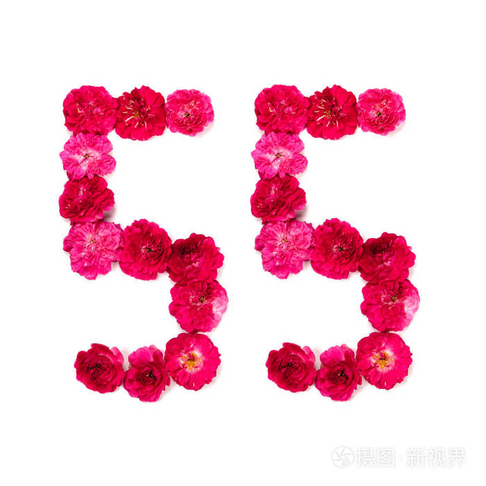 55号从红色和粉红色的玫瑰在白色背景上的花用于设计的排版元素花数字